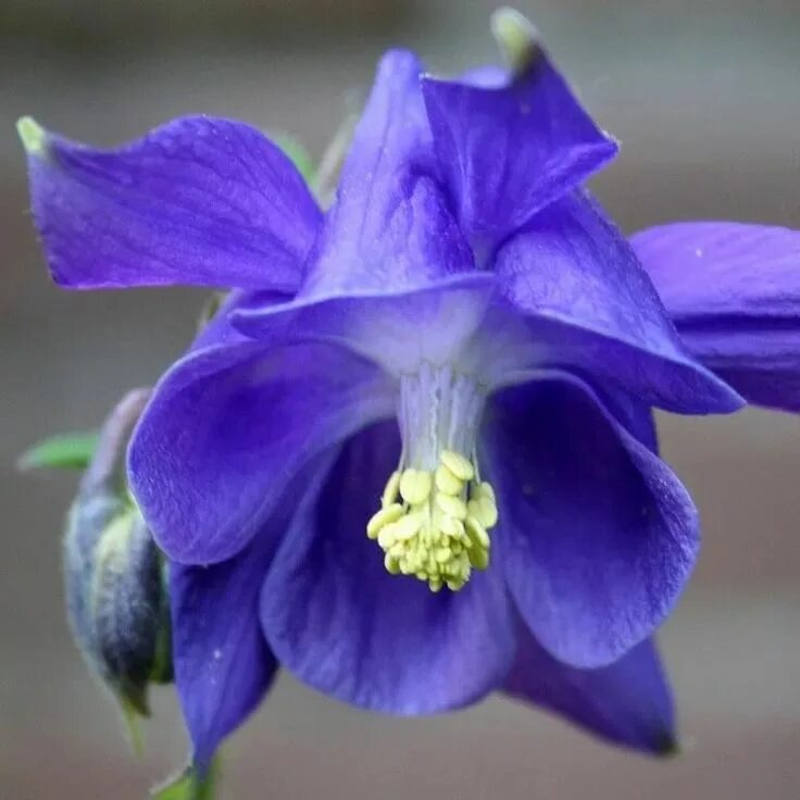 AQUILEGIA - Buscar con Google Columbine, Caerulea, Houseplants