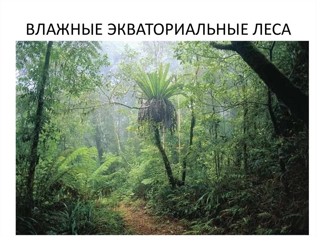 Территория экваториального леса. Влажные тропические леса австралии. гилеи южной америки. гилея в африке. дождевые леса австралии.