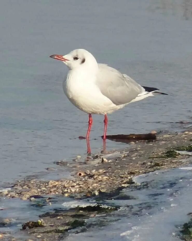 Основу питания чаек. Белая чайка питание. Чайки питание. Чайка жрет. Птица похожая на чайку.
