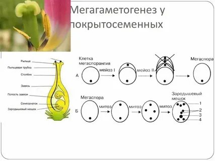 Зародышевый мешок генеративная клетка