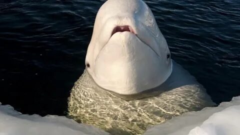 Шея белого моря