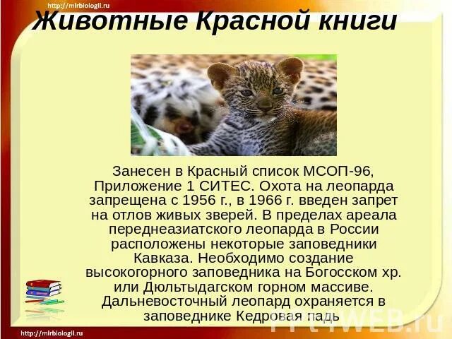 Сообщение о любом животном международной красной книги. Животных из красной книги. животные красной книги сообщение. доклад о животном в красной книге. рассказ о животных красной книги.