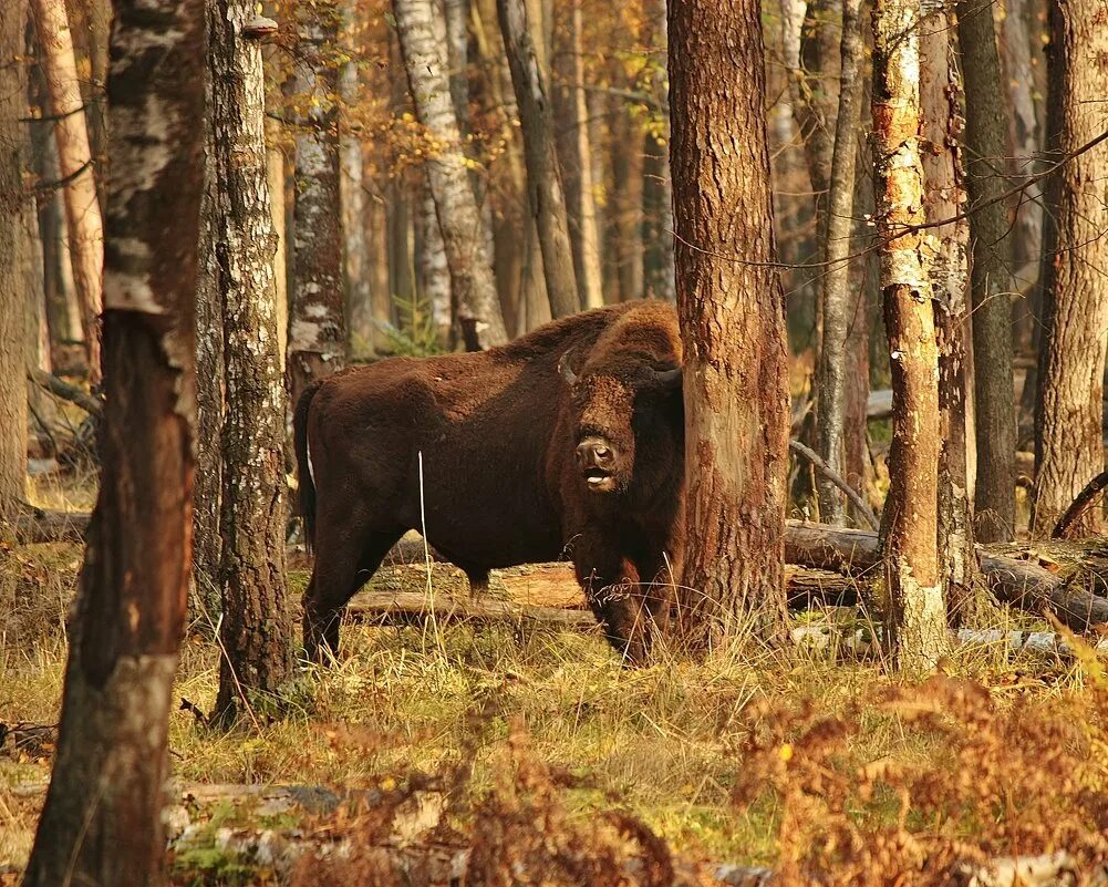 Зубры в архызе. Зубр в брянской области. Зубр в лесу. Приокско-террасный заповедник таденка. Беловежская пуща европейский бизон.