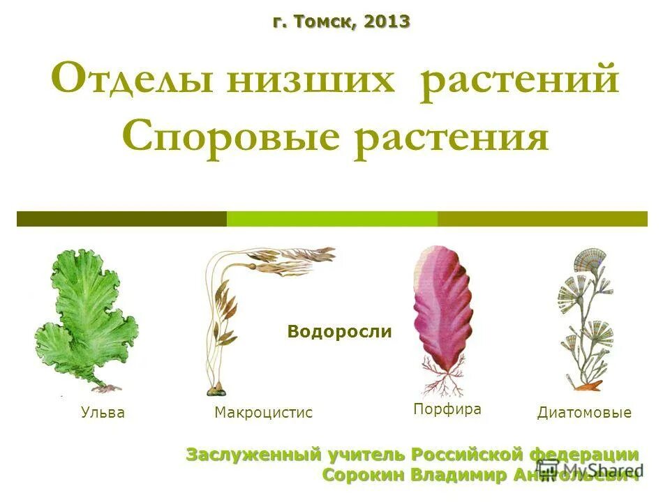 4 отдела водорослей. Низшие и высшие споровые растения. Отдел низших споровых растений. Низшие высшие споровые семенные растения. Низшие растения высшие споровые растения.