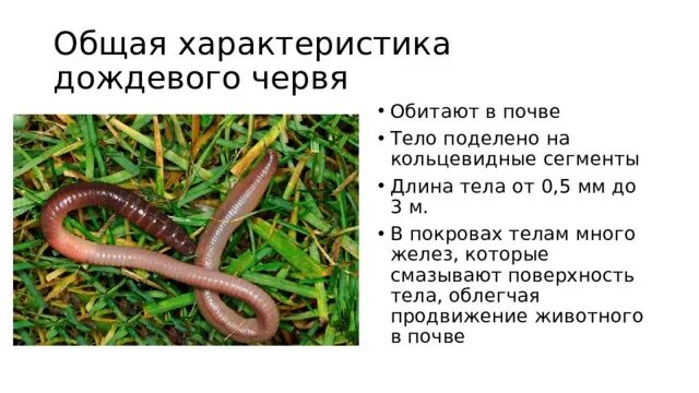 Дождевой червь какая группа животных. Характеристика дождевого червя. Общая характеристика дождевого червя. Дождевой червь описание. Покров тела дождевого червя.