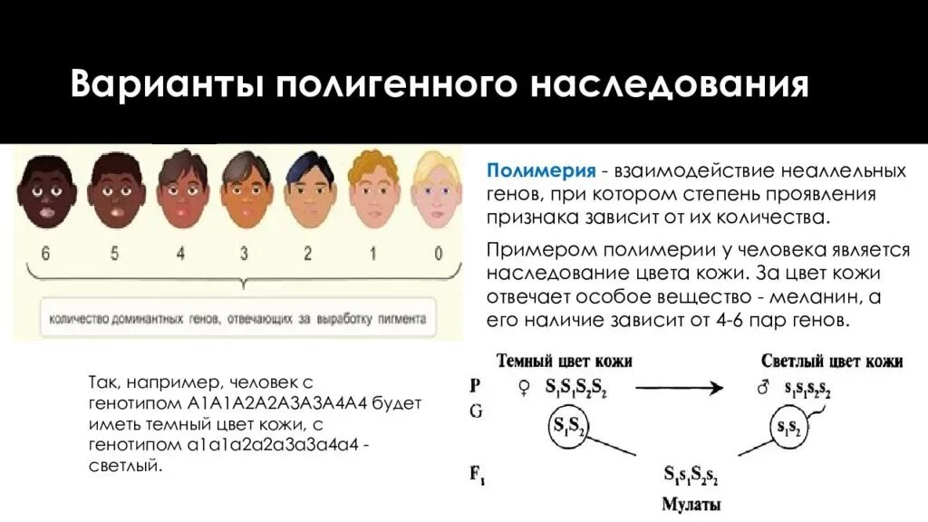 Наследование признаков при полимерии это. Полимерия наследование цвета кожи. Полимерия наследование цвета кожи человека схема. Полимерия Тип наследования.