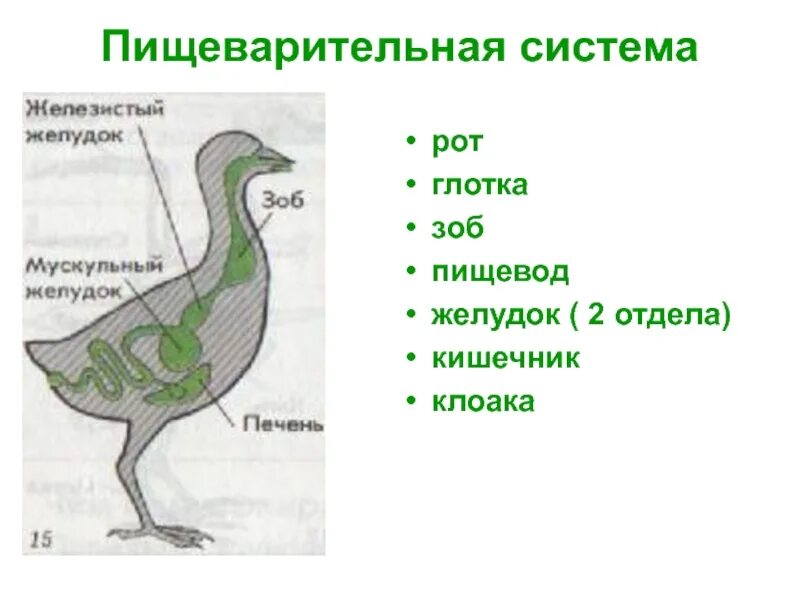 Строение зоба у птиц. Отделы пищеварительной системы птиц. Зоб в пищеварительной системе. Пищевод зоб