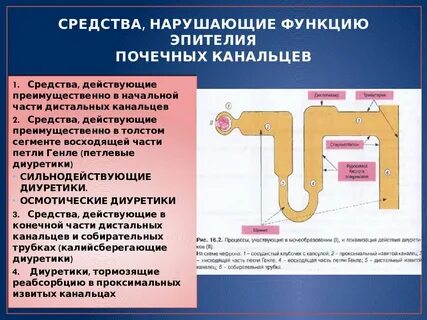 Почечные диуретики