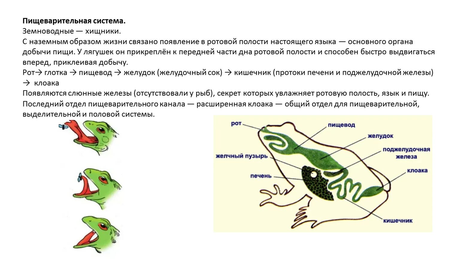 Пищеварительная система лягушки 7 класс. Пищеварительная система земноводных 7 класс биология. Система органов земноводных пищеварительная система. Пищеварительная система земноводных схема.
