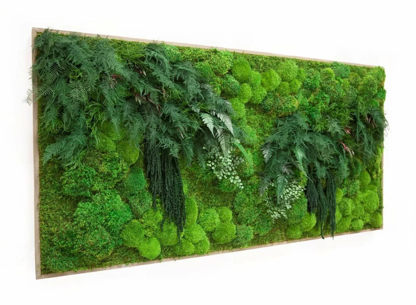 Фитостена мох. Панно растения. Цветочное панно на стену. Нефролепис фитостена. Фитокартина молодило.