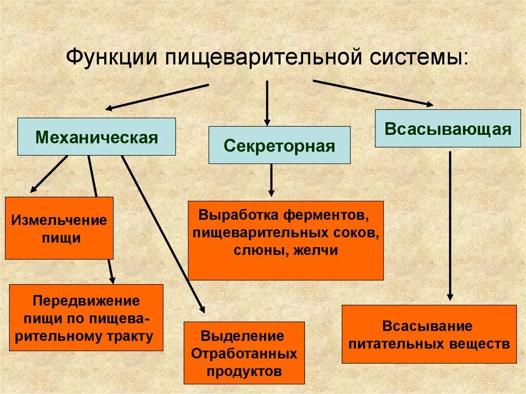 Функции ферментов пищеварения. Функции пищеварительной системы. Основные функции пищеварительной системы. Функции пищеварительной системы животных. Секреторная функция пищеварительной системы.