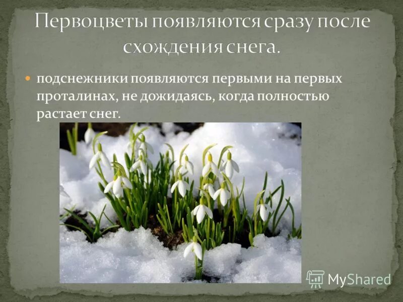 когда снег полностью растает в 2024