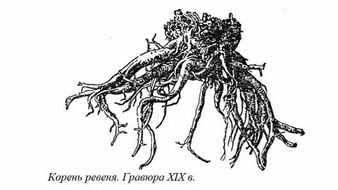 Бреду корень