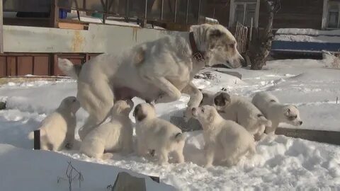 Алабай собака не ест