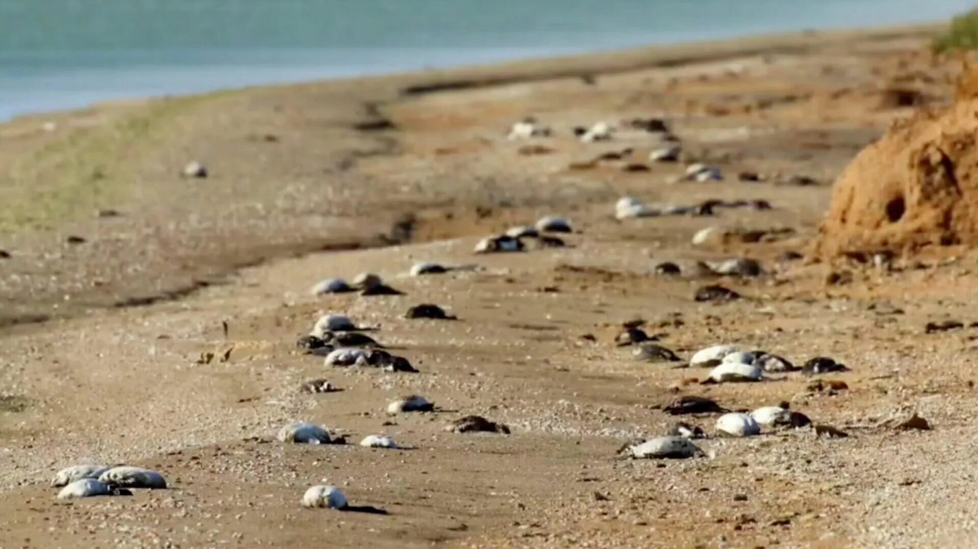 Мертвые птицы на берегу. Массовая гибель птиц 2021.