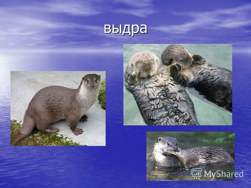 Чем выдра отличается. Выдра ондатра нутрия бобер. выдра ондатра нутрия. выдра ондатра норка. выдра ондатра нутрия норка.