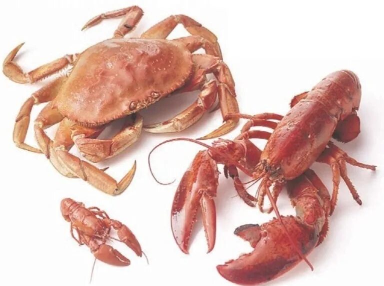 Welcome to WestBeach Wine paring, Best seafood restaurant, Lobster