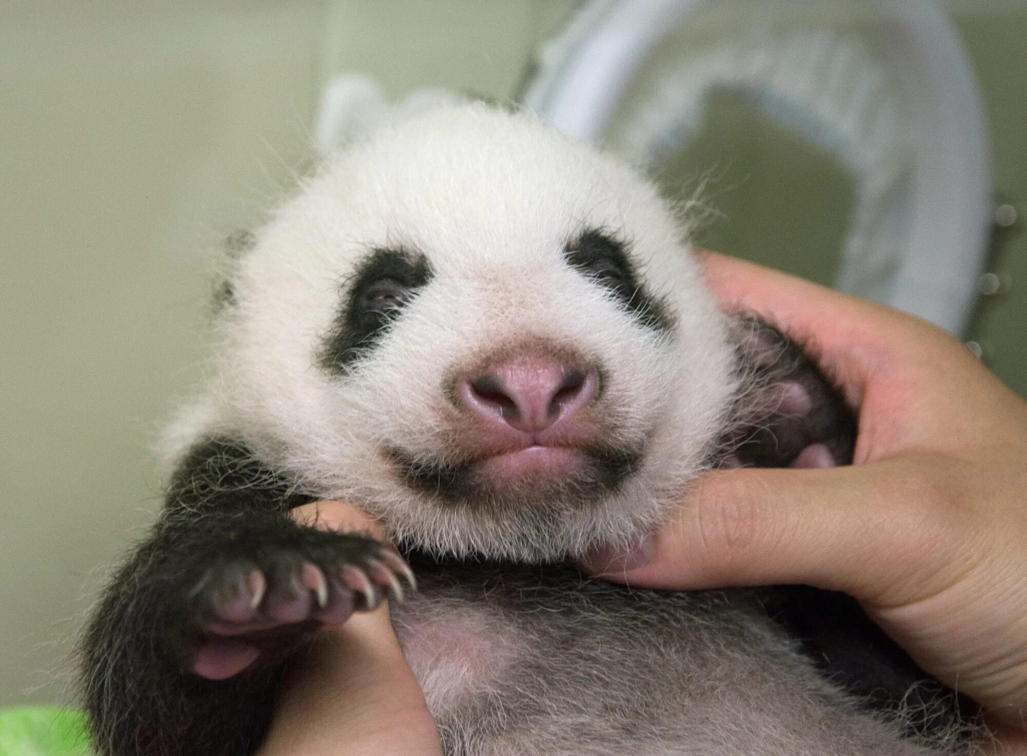 Панда сколько детенышей. Панда с детёнышем. Новорожденная Панда. Новорожденные панды. Новорождённые Детёныши панды.