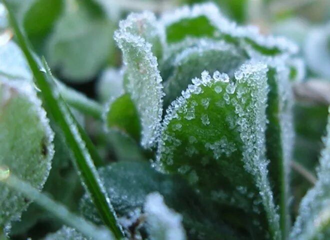 Заморозок видео. Заморозки. Весенние заморозки. Заморозки рассада. Летние заморозки.