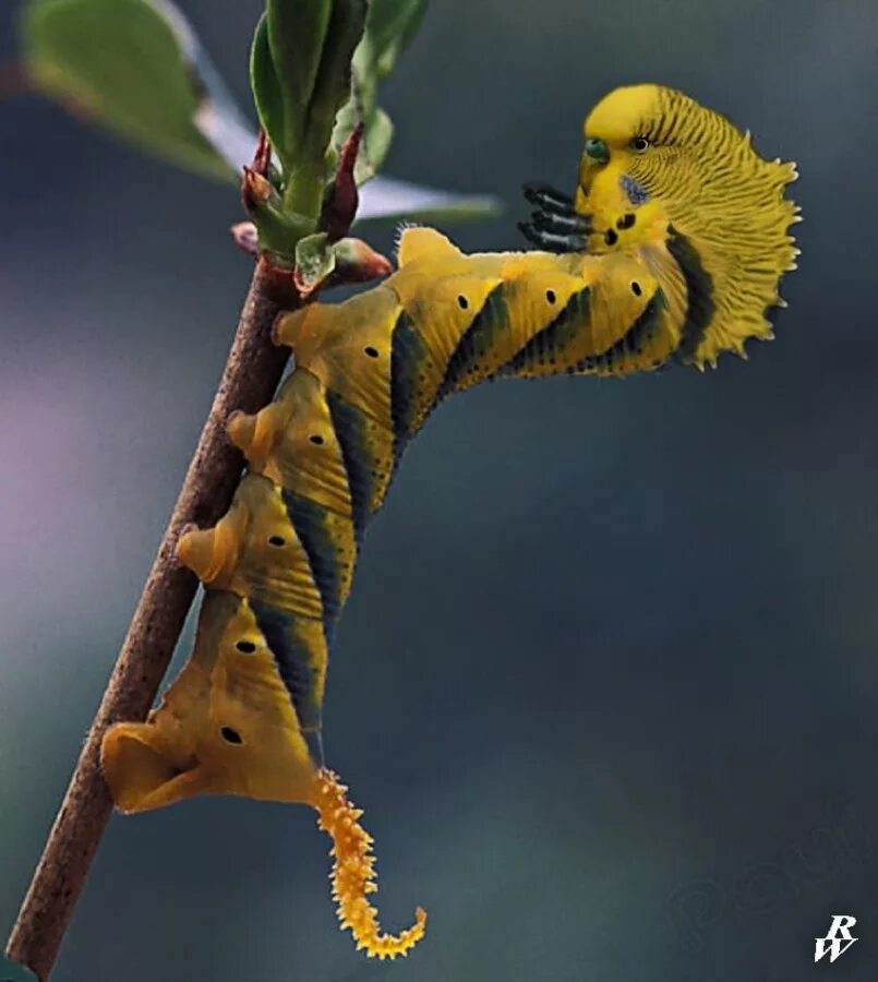 Какие бывают гибриды. Гусеница бабочки мешочницы. Hawk Moth Caterpillar гусеница. Гусеница бабочки Психеи. Необычные гибриды животных и растений.