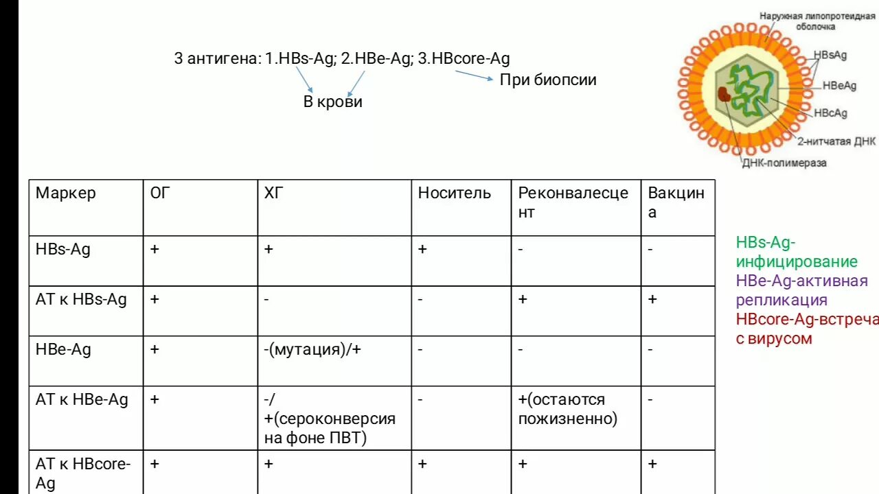 Сероконверсия HBSAG. Маркеры вирусных гепатитов. Сероконверсия гепатита в маркеры. Сероконверсия вируса гепатита в.