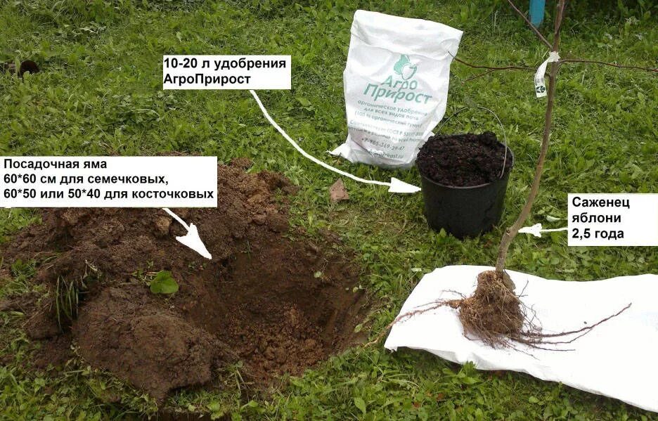 Что нужно добавить при посадке. Посадка саженцев яблони весной. посадка яблони весной саженцами. удобрение для саженцев плодовых деревьев при посадке. яма для яблони весной посадочная.