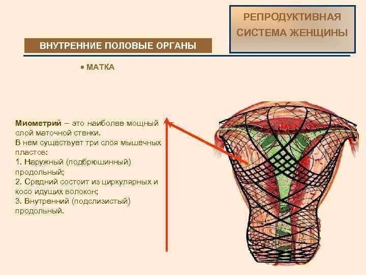 Женская внутренняя половая система