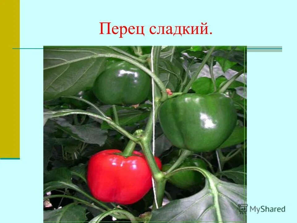 сорта капусты семейства крестоцветных. класс двудольные семейство паслёновые. семейства сложноцветные, крестоцветные, бобовые, пасленовые. томат семейство крестоцветные. виды перцев семейства пасленовых.