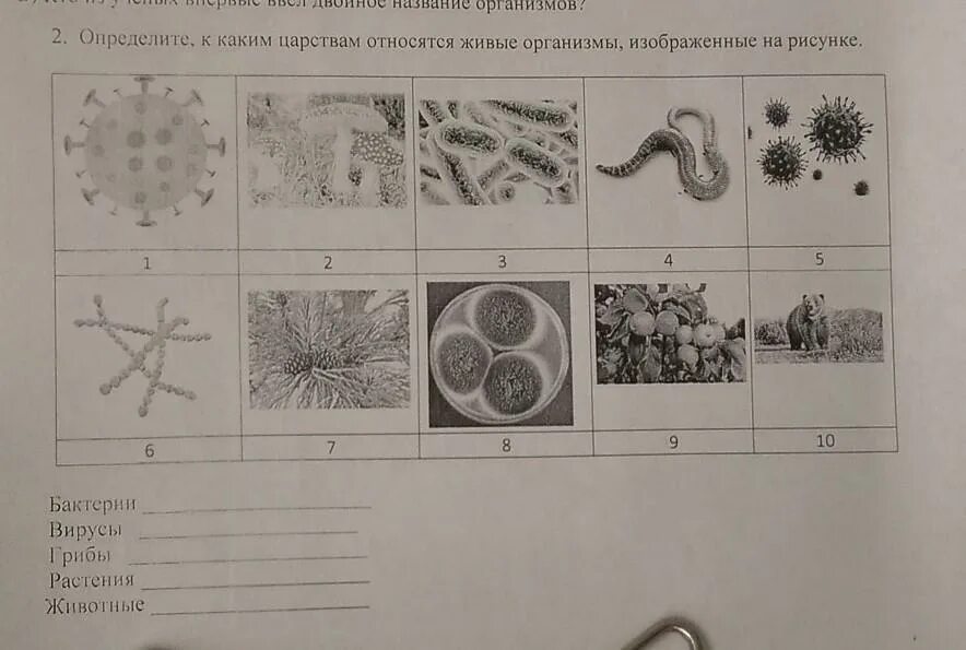 Какая клетка изображена на рисунке 1