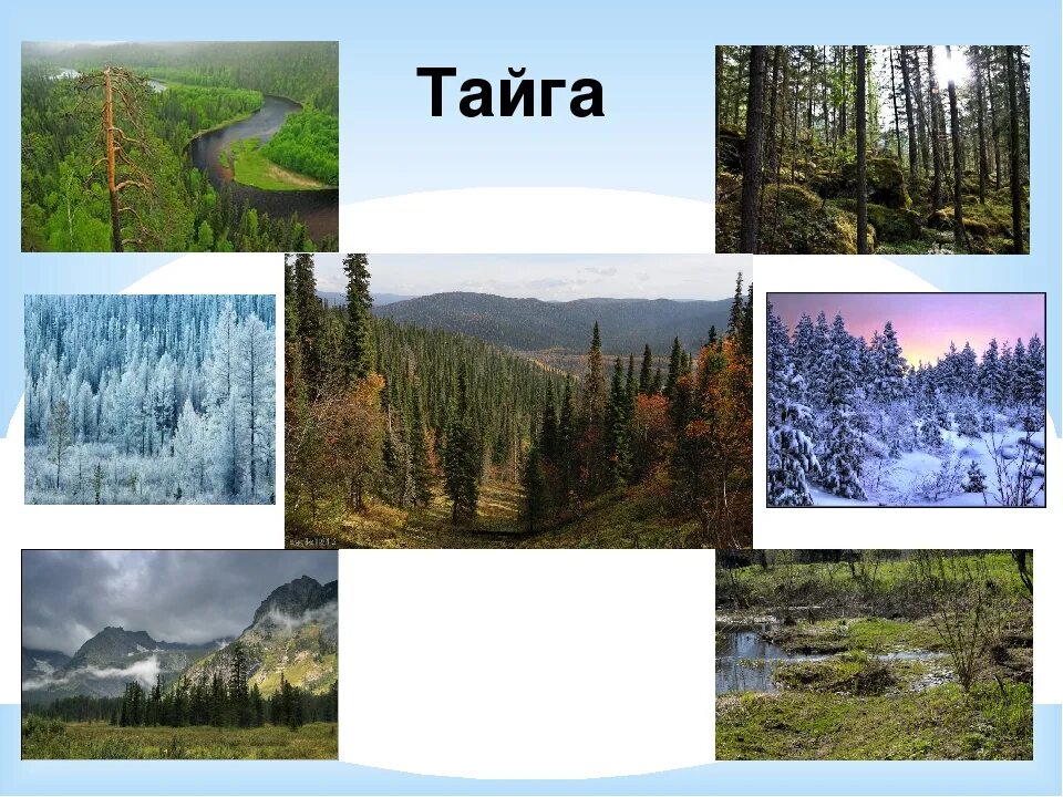 Природная зона Тайга 4 класс окружающий мир. Природная зона России Тайга для дошкольника. Природные зоны России 4 класс окружающий мир Тайга. Природный мир тайги.