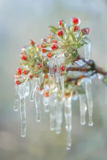 Frozen flower