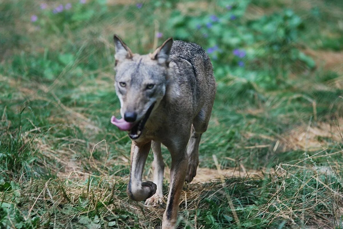 Canis lupus pallipes. Азиатский волк. Азиатский волк. Азиатский волк. Азиатский волк.