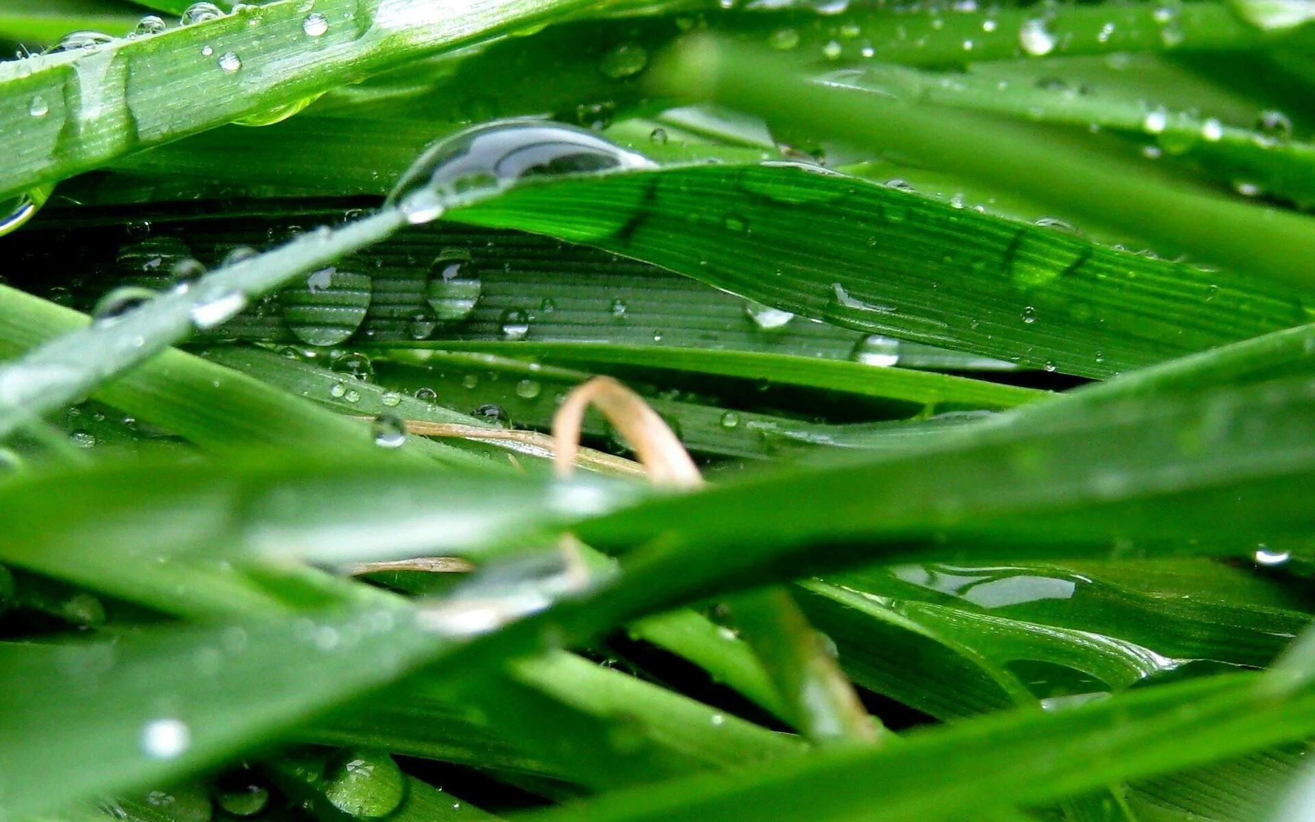 травяные капли