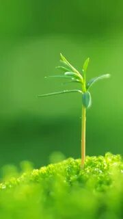 Grass mobile for android
