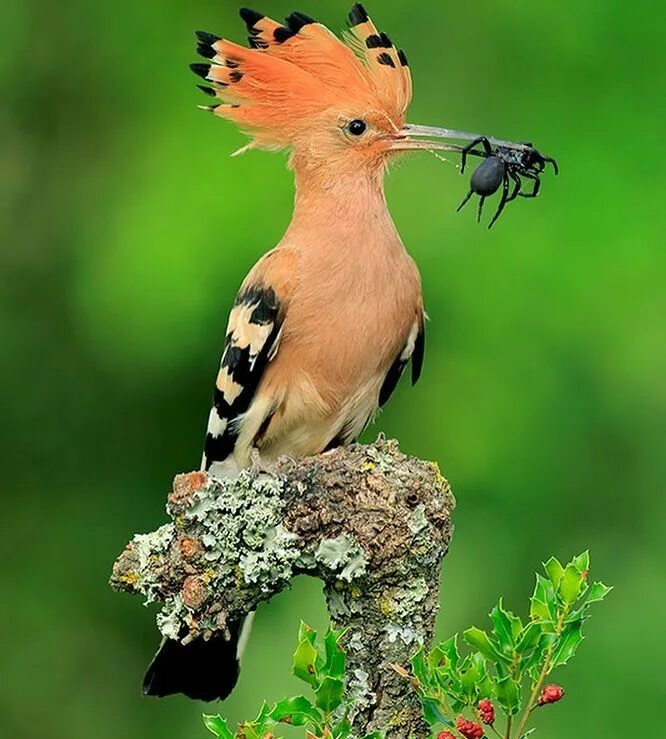 Включи bird. Удод Степной. Удод (Upupa Epops). Удод Крымский. Памирский Удод.