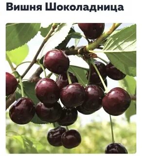 Вишня тургеневка описание опылители морозостойкость сорта