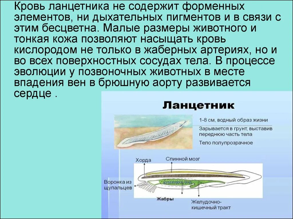 Какая кровь у хордовых. Бесчерепные строение ланцетника. Кровь ланцетника. Ланцетник презентация. Кожные покровы ланцетника.