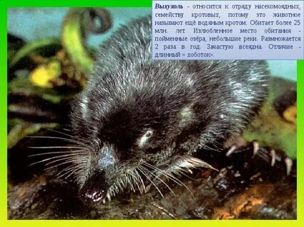 Крот впал в спячку