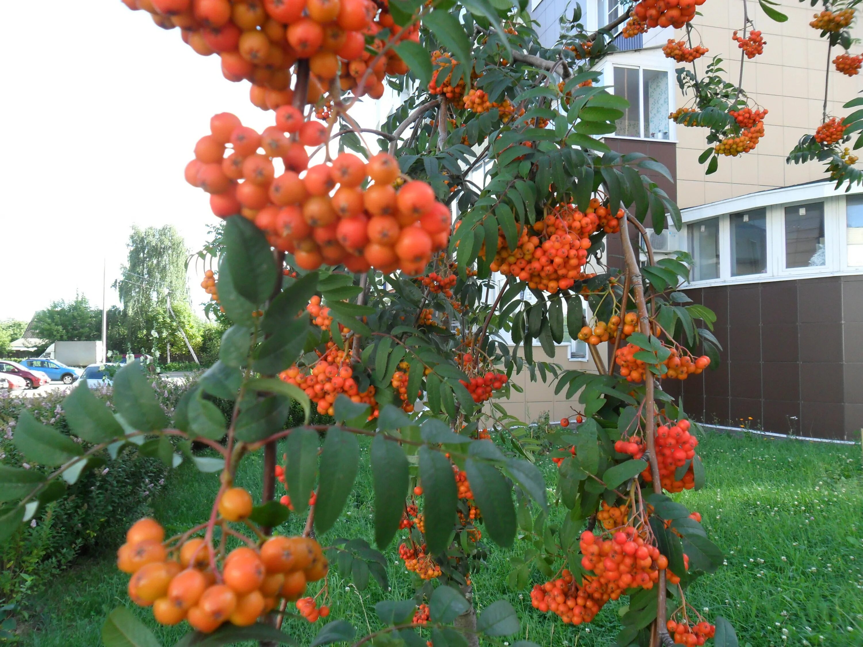 лесная рябина красная. клен гиннала в ландшафтном. дом в деревне. деревенский домик. рябина в октябре.