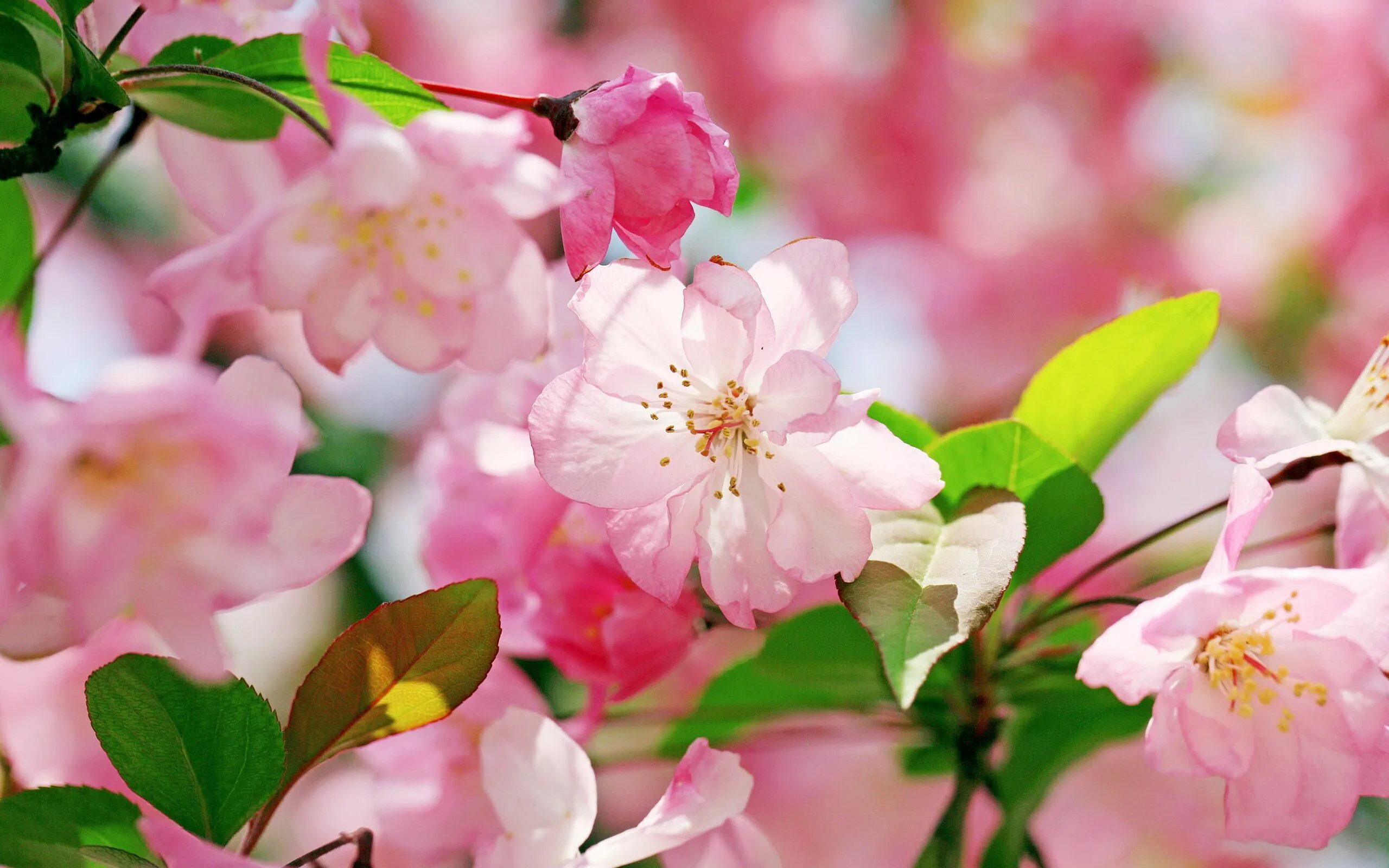 Весенний фон. Розовые цветы яблони. Розовые цветы фон. Весенний цветочный фон. Розовый май текст