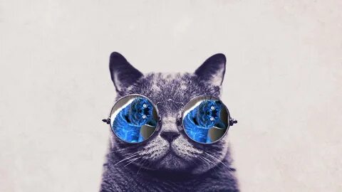Обои с крутыми котами