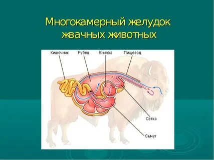 Какую особенность имеет желудок жвачных парнокопытных ответ
