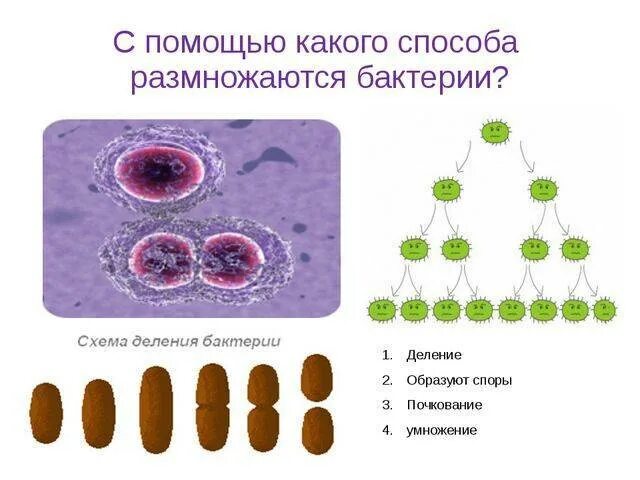 Деление бактерий спорами. Споры бактерий размножение. Вегетативное размножение бактерий. Бактерии размножаются спорами. С помощью деления размножаются