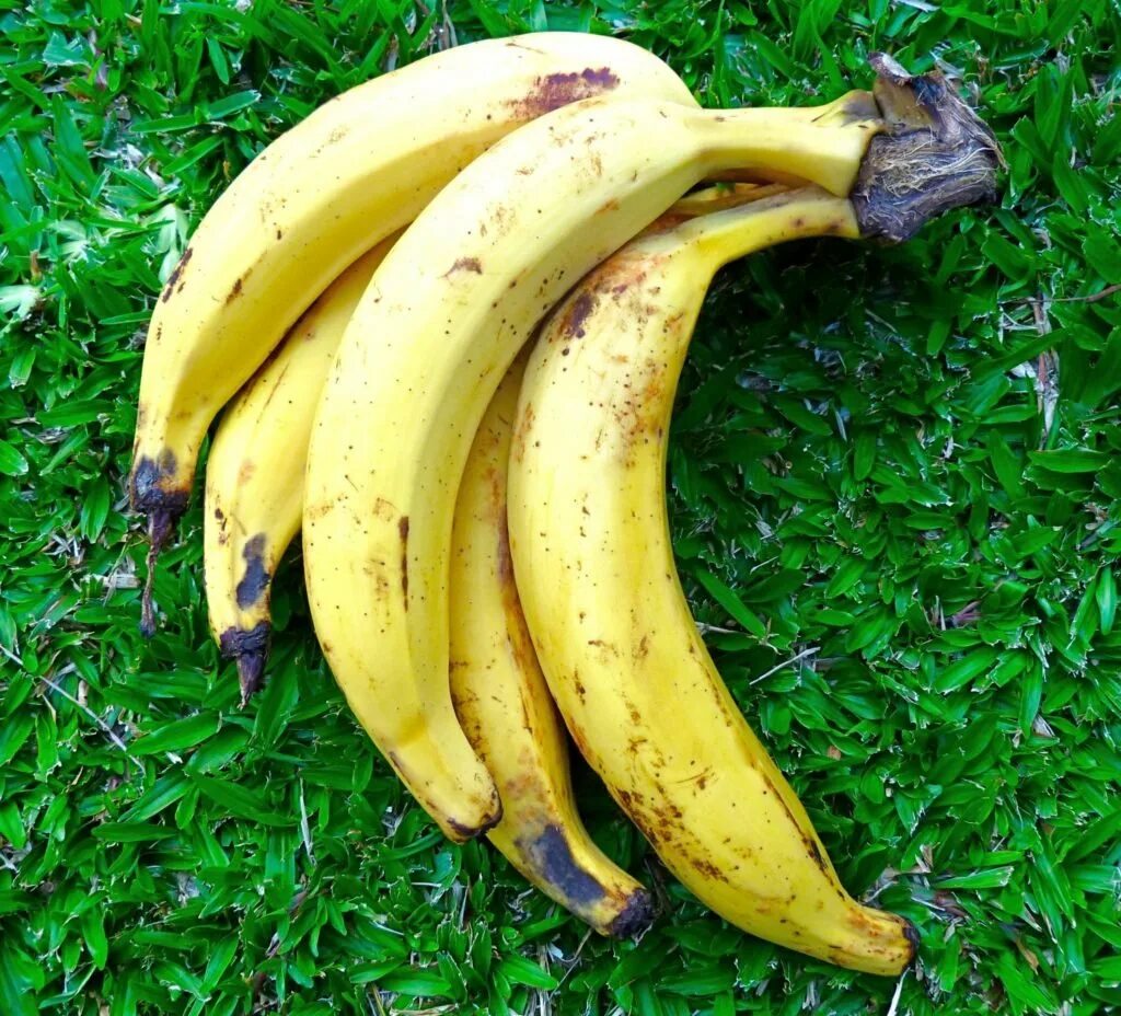 Plantain banana разница. Бананы плантейн. Бананы плантейн. Unripe banana plantain. Платан банан.