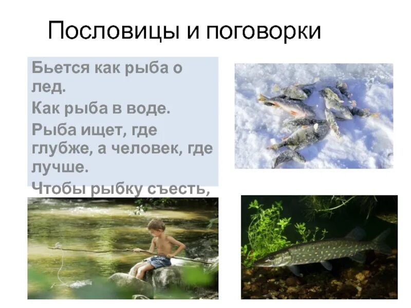 Как рыба в воде значение. Пословицы и поговорки о рыбе. пословицы про рыбу. пословица про рыбку. пословица рыба ищет.