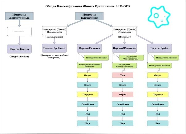 Классификация живых организмов биология схема. Систематика растений ЕГЭ таблица. Схема систематика животных ЕГЭ биология. Классификация живых организмов таблица.