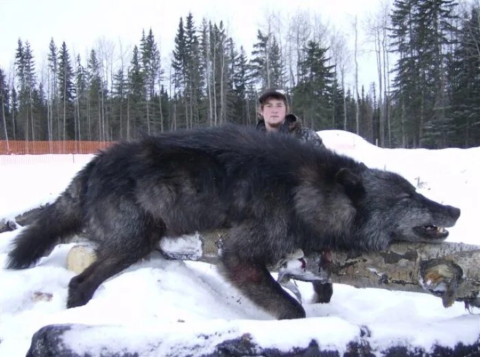 Какие волки крупнее. Полярный волкособ. Сибирский волк большой. Волк Сибирский вес рост.