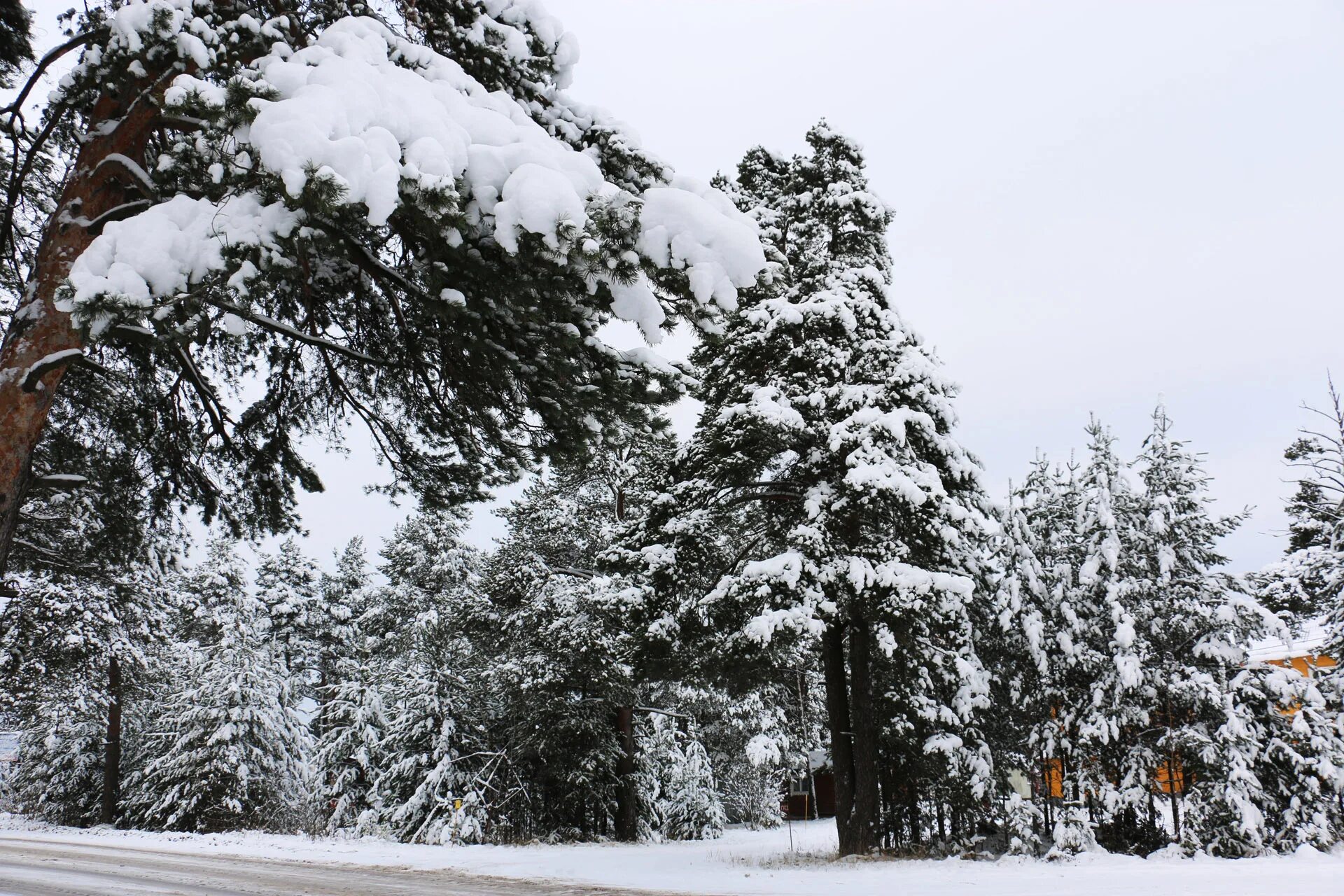 устюг лес зима. великий устюг. барановский бор великоустюгский район. великий устюг вотчина. лес великий устюг.