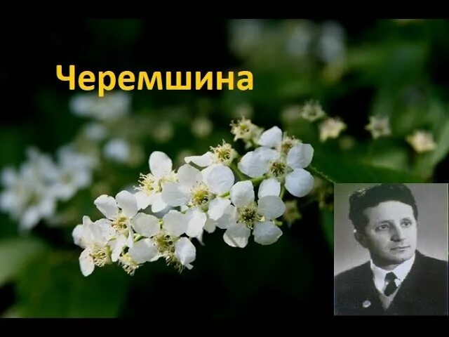 Песни черемшина на русский язык. Черемшина украинская. черемшина песня. всюду буйно квитне черемшина слова. всюди буйно квітне черемшина.