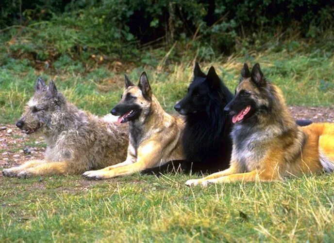 Belgian Malinois For 1st Time Owner! is it safe? - YouTube